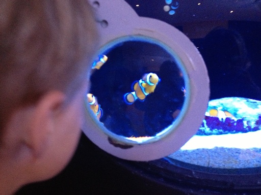AQWA is Perth's ultimate aquarium experience and is a must see if you are visiting Perth