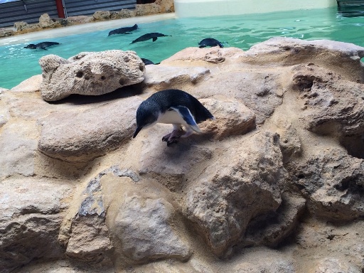 penguinfeeding1