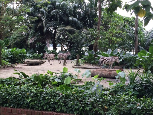 singaporezoozebras