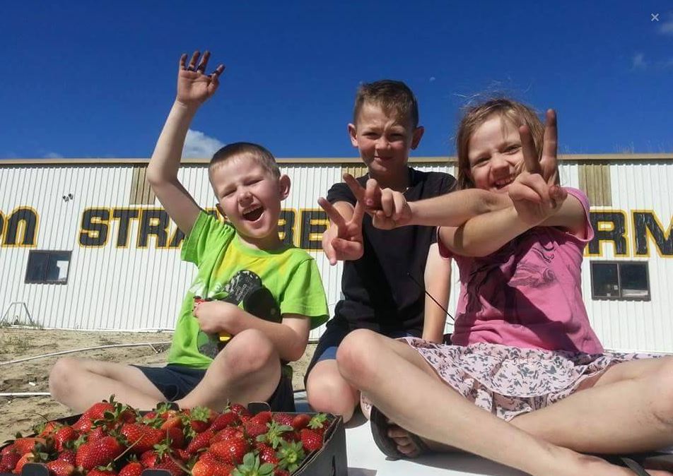 Grab the kids, jump in the car and head to Bullsbrook to enjoy picking your own delicious strawberries