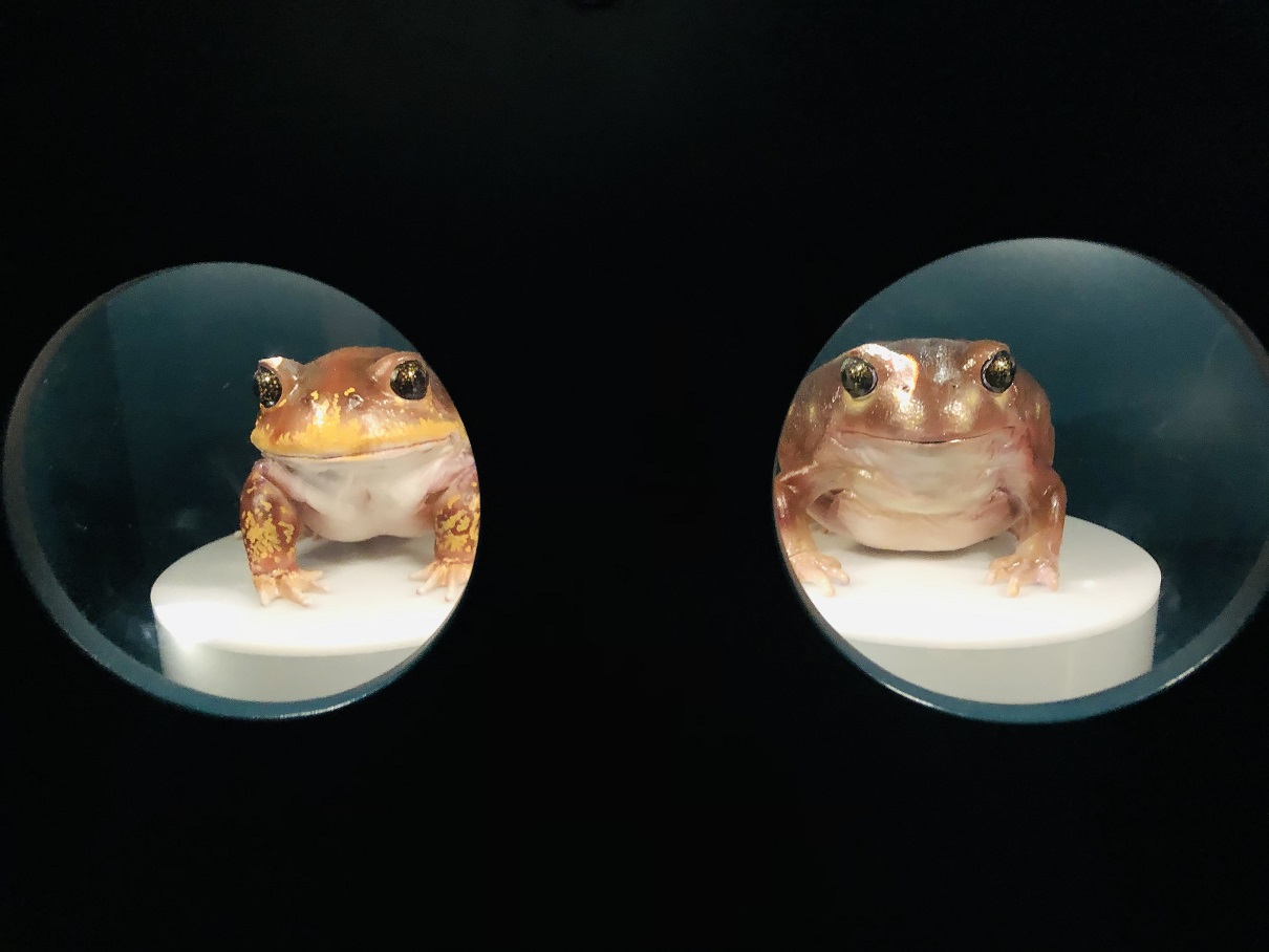 wamusuemfrogs