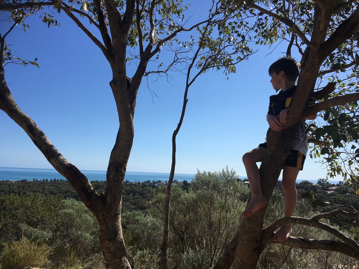 Zamia Trail Ocean View Lookout Tree Climb