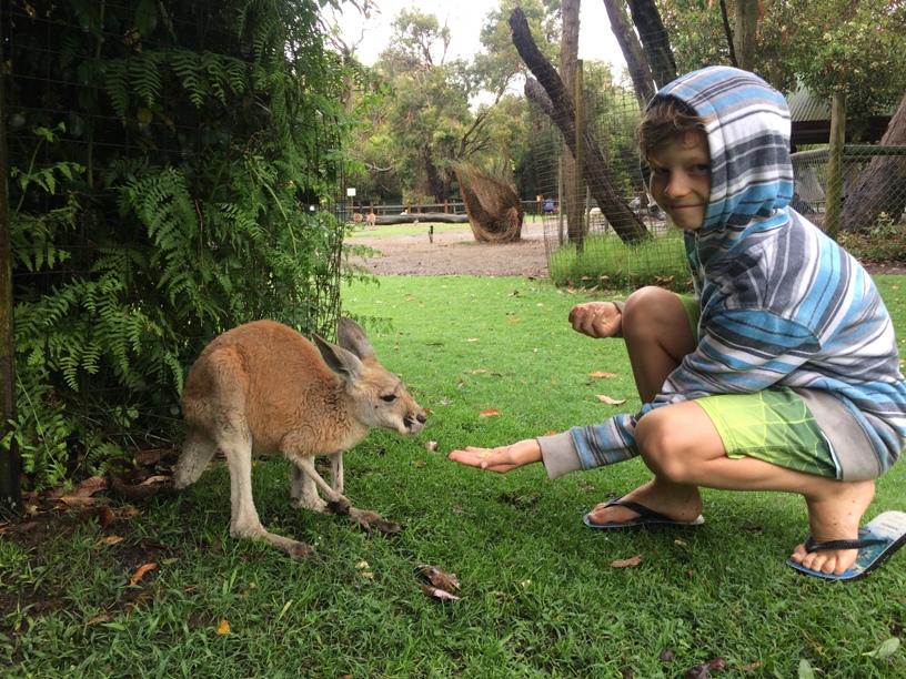 Caversham Kangaroo Feeding
