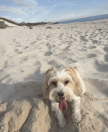 Dog Friendly Beaches Perth