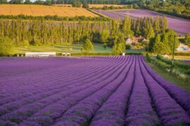farm lavender